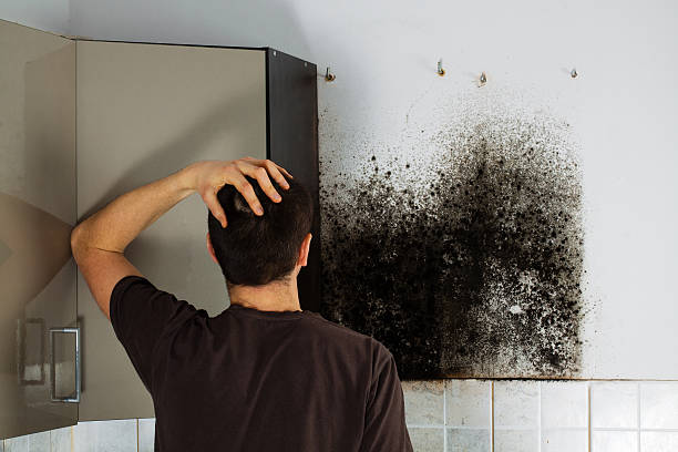 Best Mold Remediation Experts  in Wade, MS